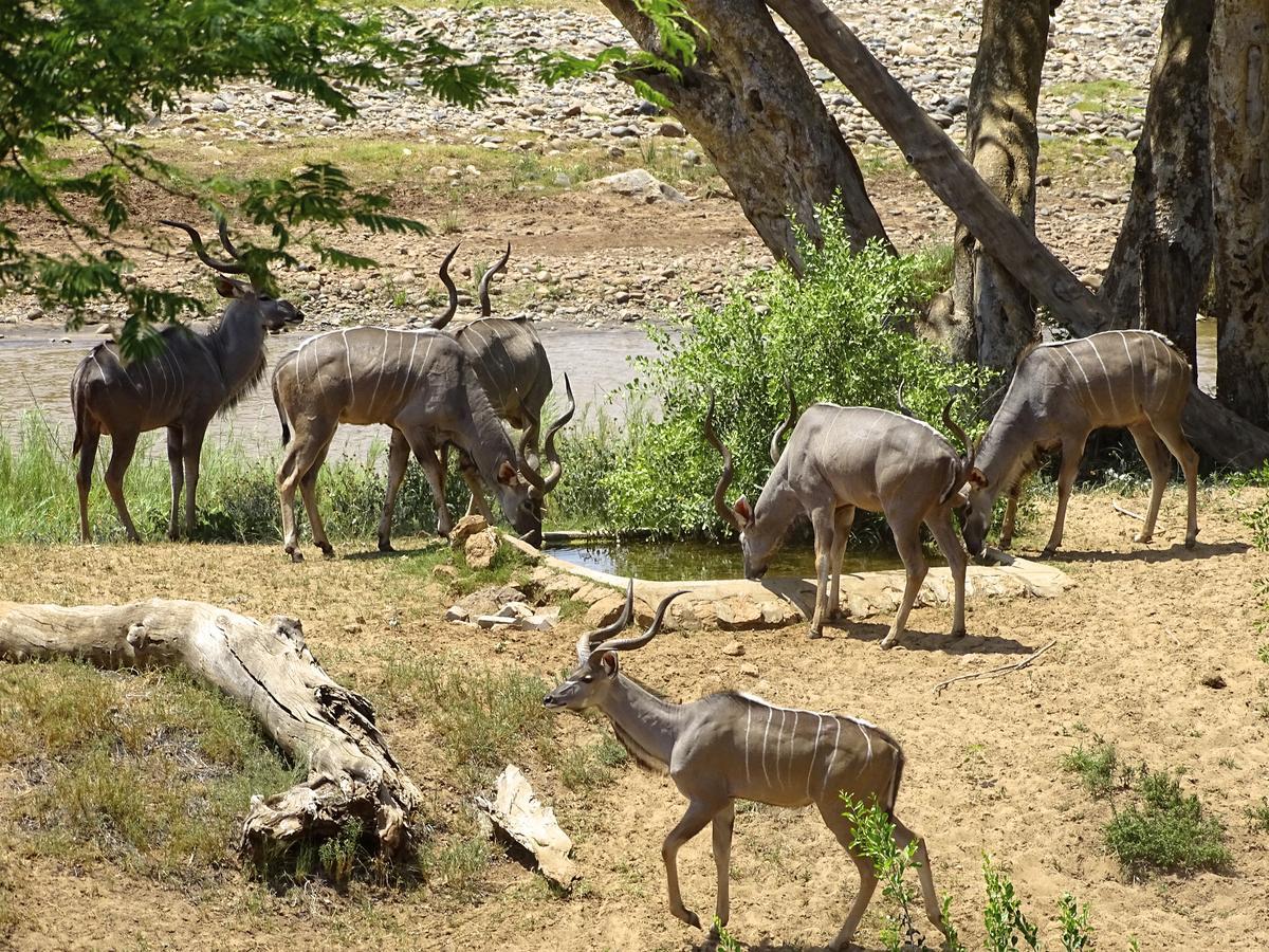 Emhosheni River Lodge Balule Game Reserve Exterior photo