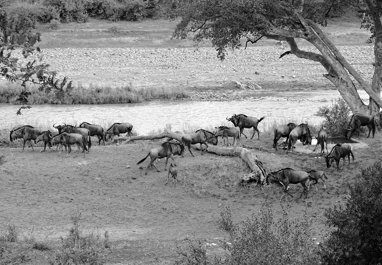 Emhosheni River Lodge Balule Game Reserve Exterior photo